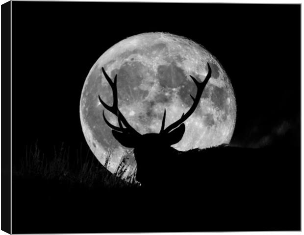 Wild Stag and the SuperMoon  Canvas Print by John Finney