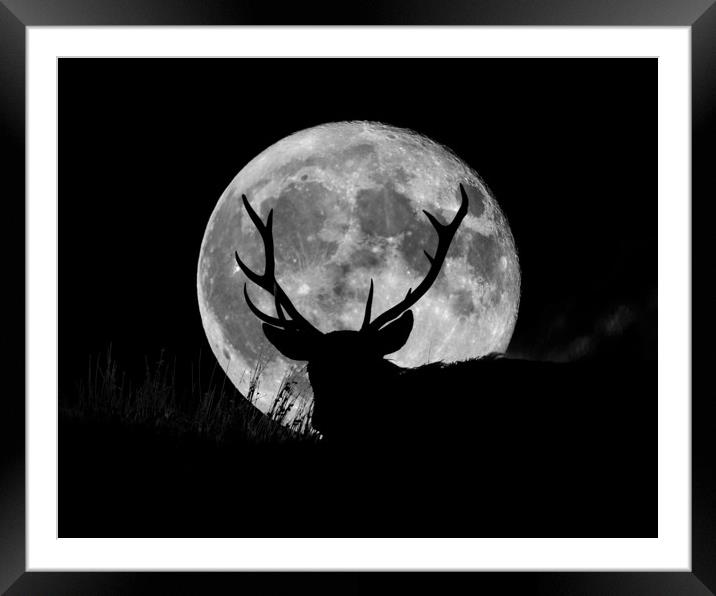 Wild Stag and the SuperMoon  Framed Mounted Print by John Finney