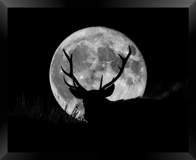 Wild Stag and the SuperMoon  Framed Print by John Finney