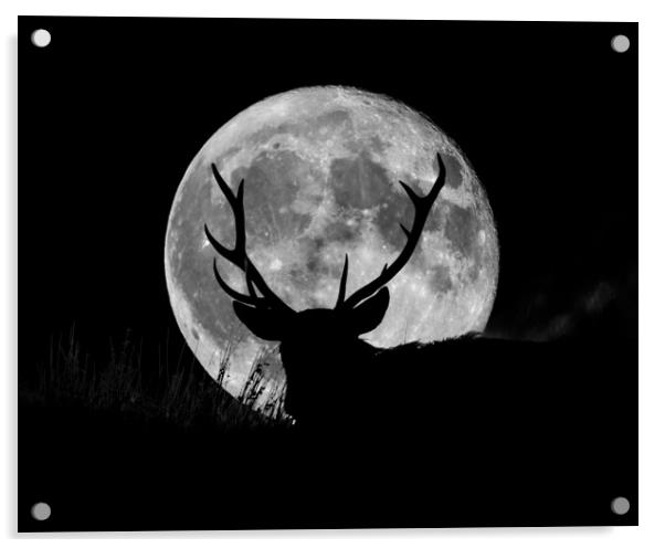 Wild Stag and the SuperMoon  Acrylic by John Finney
