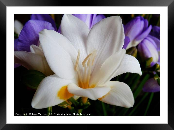        White Freesia                         Framed Mounted Print by Jane Metters