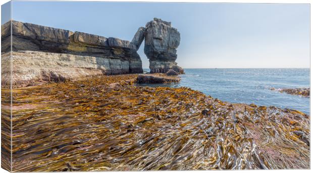 Seaweed. Canvas Print by Mark Godden