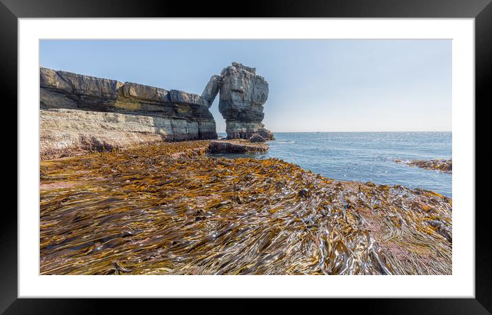 Seaweed. Framed Mounted Print by Mark Godden