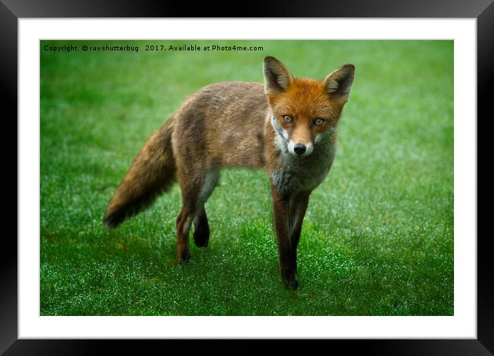Wild Red Fox Framed Mounted Print by rawshutterbug 
