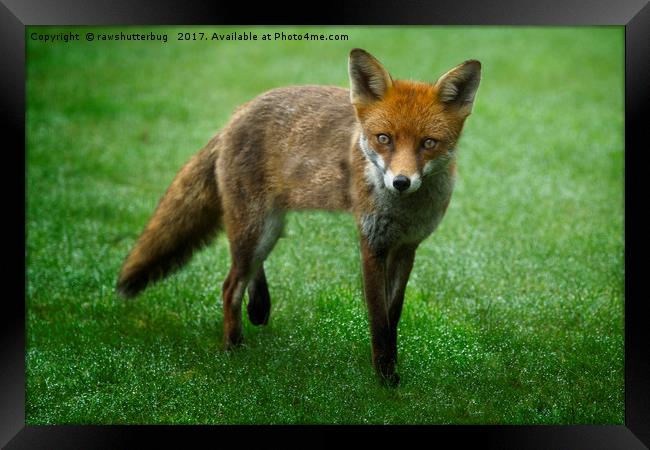Wild Red Fox Framed Print by rawshutterbug 