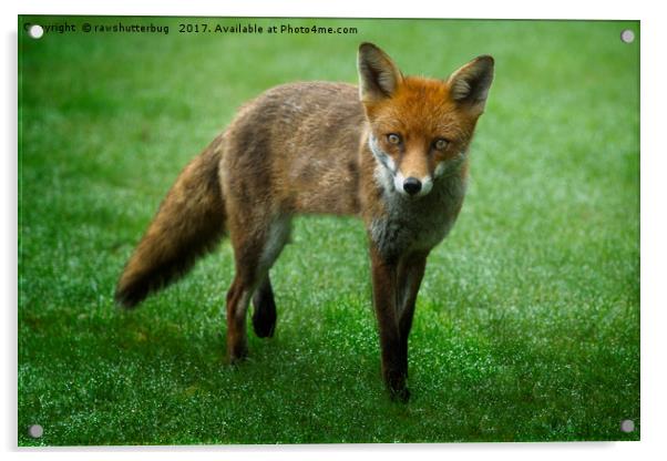 Wild Red Fox Acrylic by rawshutterbug 