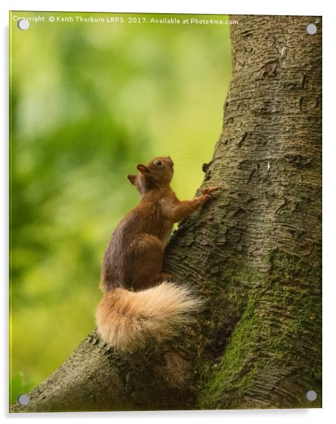 Red Squirrel Acrylic by Keith Thorburn EFIAP/b