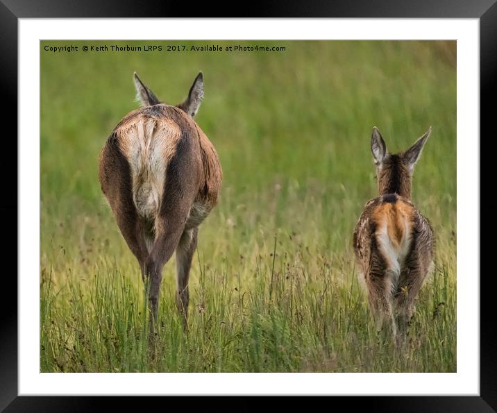 Highland Deer Framed Mounted Print by Keith Thorburn EFIAP/b