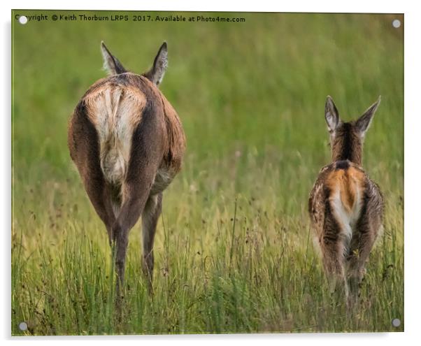 Highland Deer Acrylic by Keith Thorburn EFIAP/b