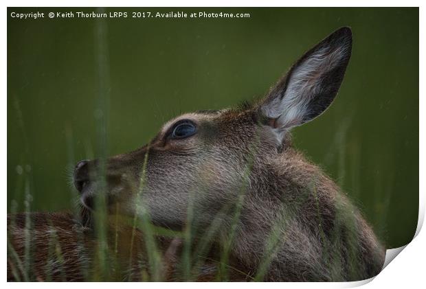 Highland Deer Print by Keith Thorburn EFIAP/b