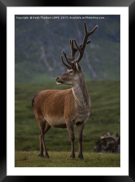 Highland Deer Framed Mounted Print by Keith Thorburn EFIAP/b