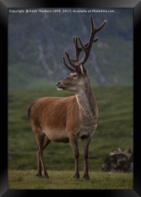 Highland Deer Framed Print by Keith Thorburn EFIAP/b