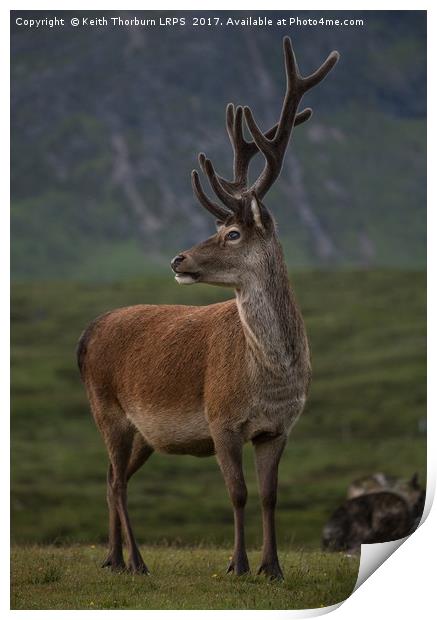 Highland Deer Print by Keith Thorburn EFIAP/b
