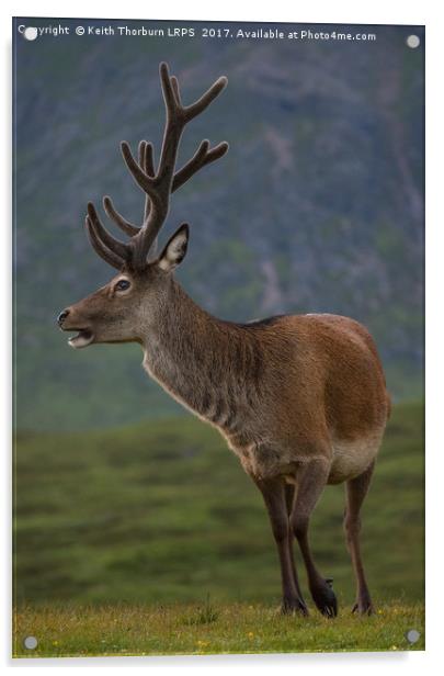 Highland Deer Acrylic by Keith Thorburn EFIAP/b