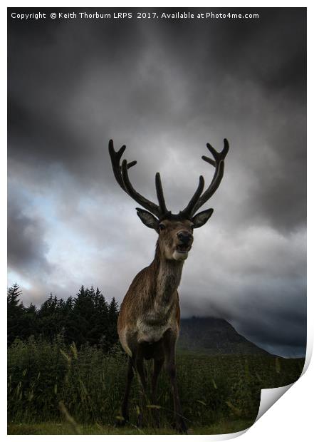 Scottish Highland Stag Print by Keith Thorburn EFIAP/b