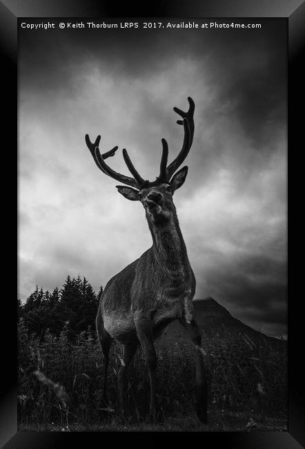 Scottish Highland Stag Framed Print by Keith Thorburn EFIAP/b