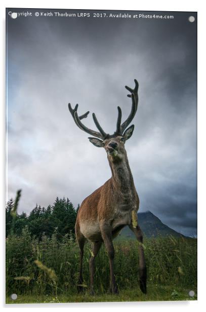 Scottish Highland Stag Acrylic by Keith Thorburn EFIAP/b