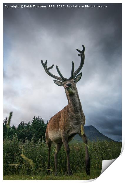 Scottish Highland Stag Print by Keith Thorburn EFIAP/b