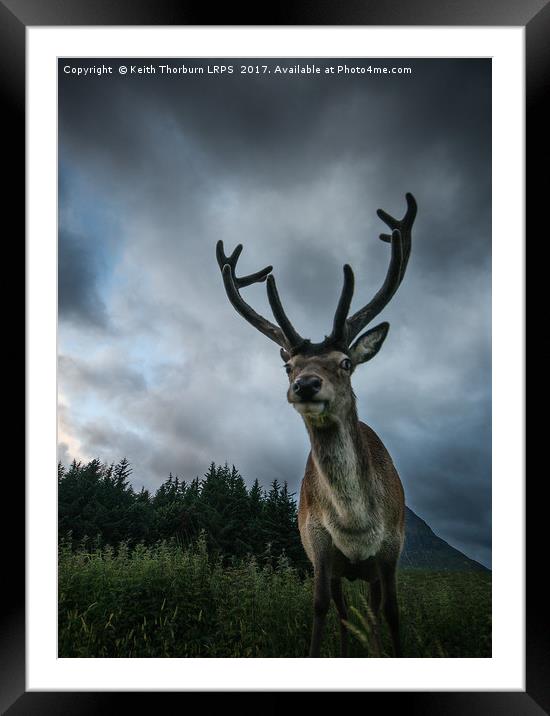 Scottish Highland Stag Framed Mounted Print by Keith Thorburn EFIAP/b
