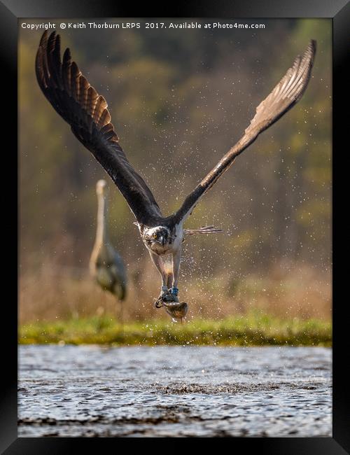 Osprey with Fish Framed Print by Keith Thorburn EFIAP/b