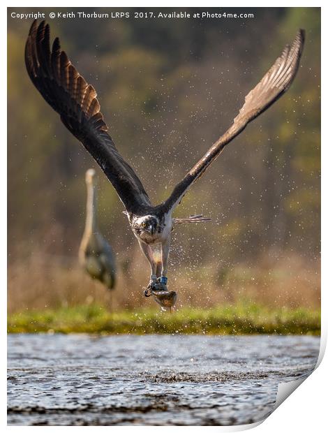 Osprey with Fish Print by Keith Thorburn EFIAP/b