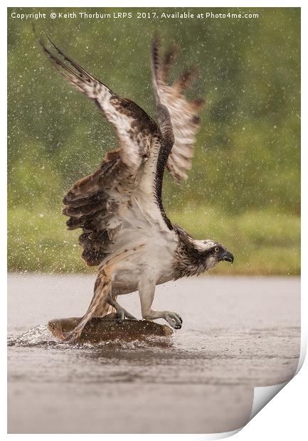 Osprey Print by Keith Thorburn EFIAP/b