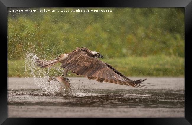 Osprey Framed Print by Keith Thorburn EFIAP/b