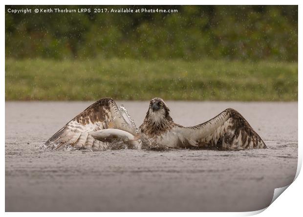 Osprey and Trout Print by Keith Thorburn EFIAP/b