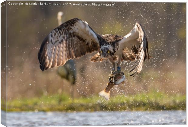 Osprey and Trout Canvas Print by Keith Thorburn EFIAP/b