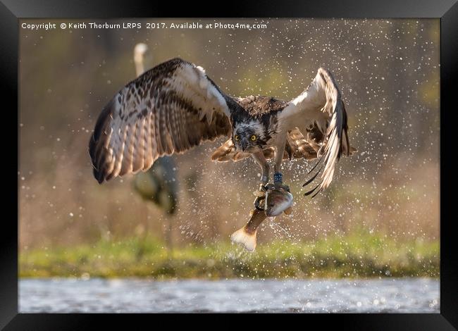 Osprey and Trout Framed Print by Keith Thorburn EFIAP/b