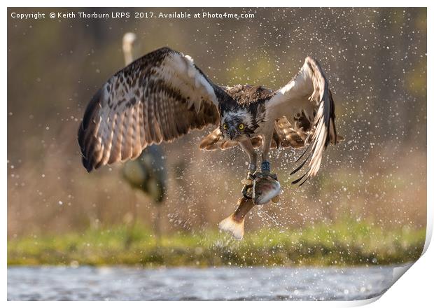Osprey and Trout Print by Keith Thorburn EFIAP/b