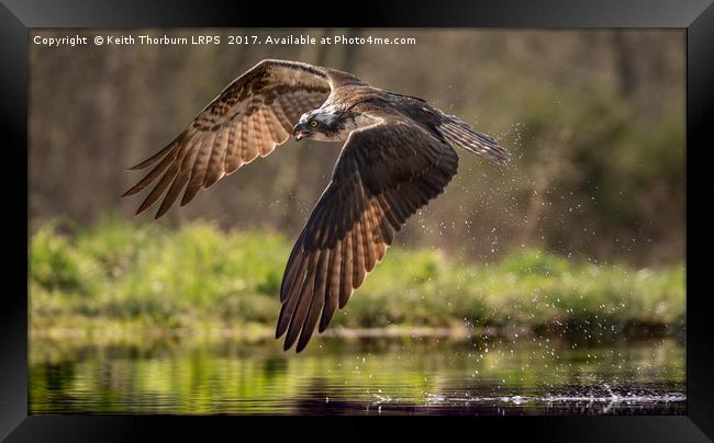 Osprey Framed Print by Keith Thorburn EFIAP/b