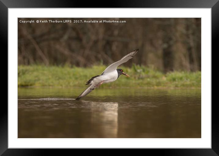 Oystercatcher touching water in flight Framed Mounted Print by Keith Thorburn EFIAP/b