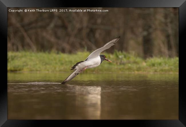 Oystercatcher touching water in flight Framed Print by Keith Thorburn EFIAP/b