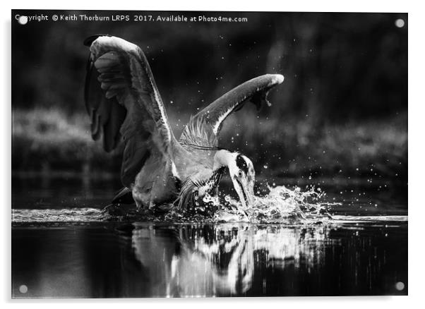 Grey Heron Trout Fishing Acrylic by Keith Thorburn EFIAP/b