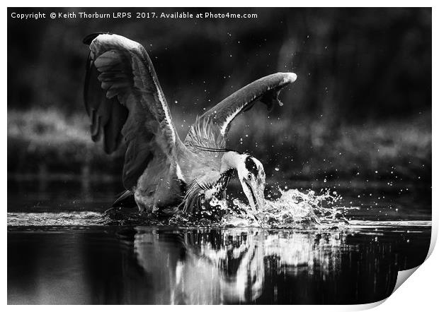Grey Heron Trout Fishing Print by Keith Thorburn EFIAP/b