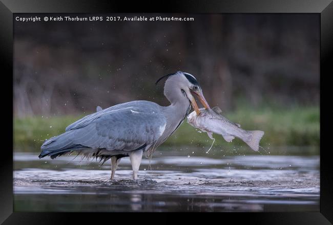 Grey Heron Trout Fishing Framed Print by Keith Thorburn EFIAP/b