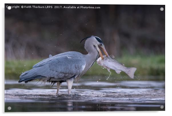 Grey Heron Trout Fishing Acrylic by Keith Thorburn EFIAP/b