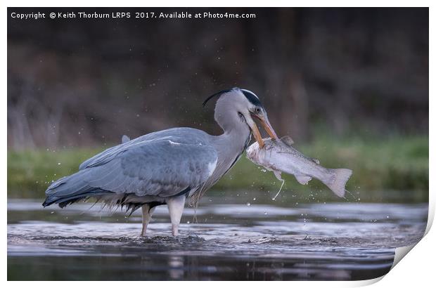 Grey Heron Trout Fishing Print by Keith Thorburn EFIAP/b