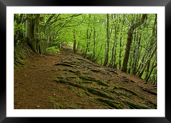 Woods near Wellington Monument Framed Mounted Print by Pete Hemington