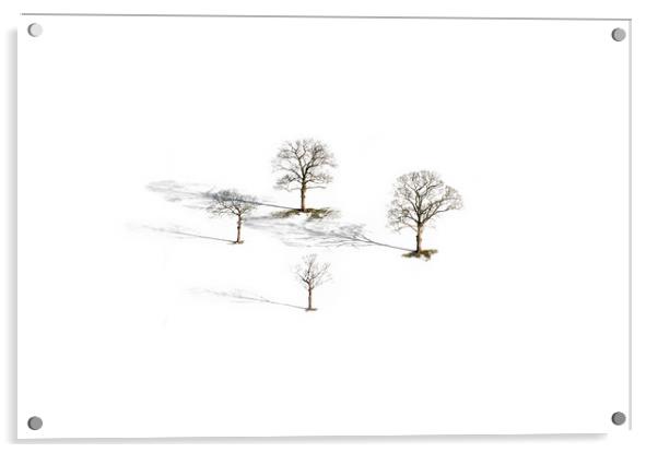 Four Trees  Acrylic by John Finney