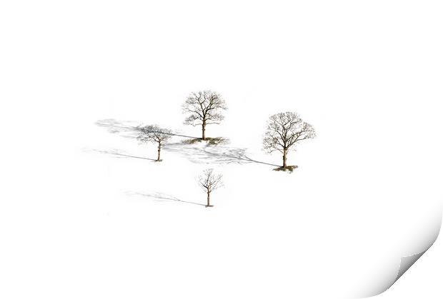 Four Trees  Print by John Finney