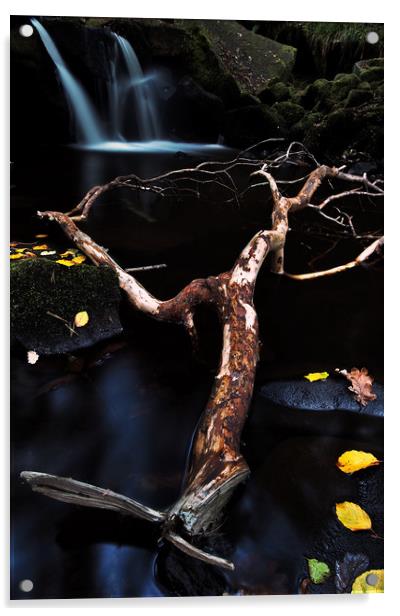 Padly Gorge fallen Branch  Acrylic by John Finney