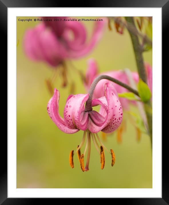 Pink Lilly Framed Mounted Print by Rob Lucas