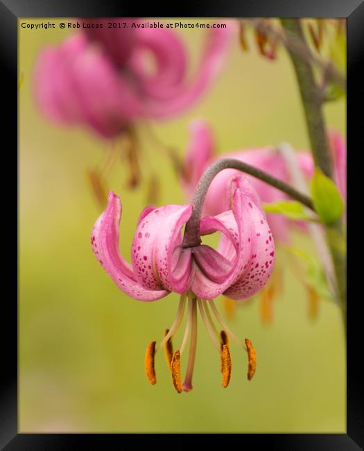 Pink Lilly Framed Print by Rob Lucas