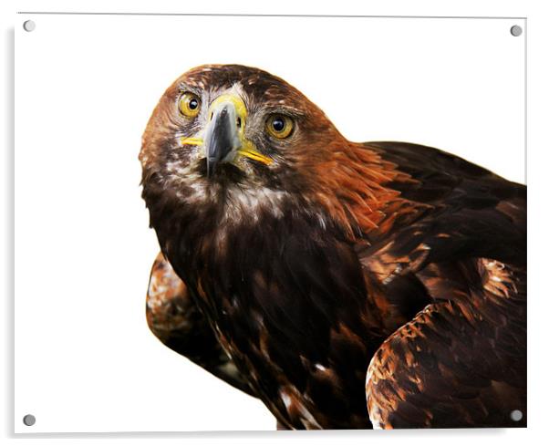 Golden eagle  Acrylic by Linda More