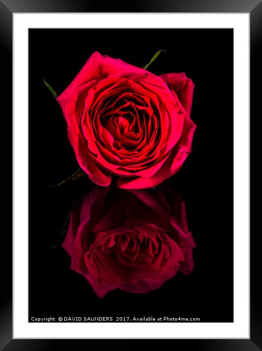 REFLECTIONS OF A RED ROSE Framed Mounted Print by DAVID SAUNDERS