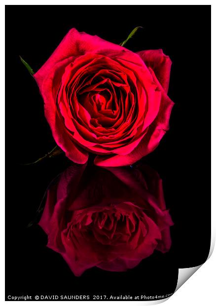 REFLECTIONS OF A RED ROSE Print by DAVID SAUNDERS