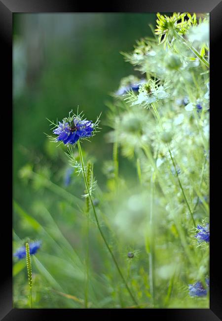 Blue cornflower. Framed Print by Simon J Beer