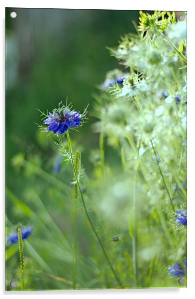Blue cornflower. Acrylic by Simon J Beer